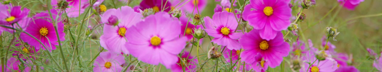 （有）岡部マネジメント